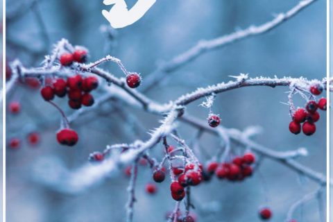 小雪：甲子徒推小雪天，刺梧猶綠槿花然。